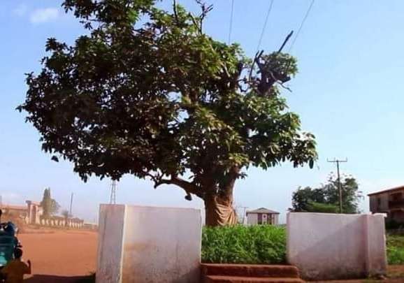 The historic cola tree of Okomfo Anokye in Feyiase has been cut down by an unknown individual.